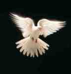 Dove in flight copyright MBPhoto through iStockPhoto #000000662242